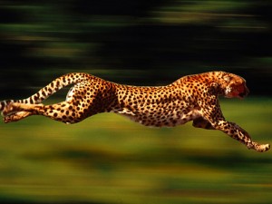 cheetah-devin-hester