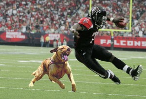 mike-vick-dogs