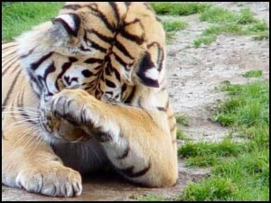sad_tiger