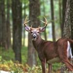 deer-milwaukee bucks