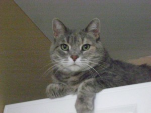 bastet-tara-the-cat