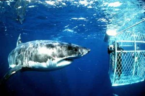 shark hunting
