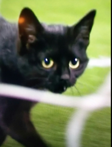 anfield cat 2