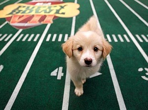 Puppy Bowl 