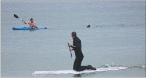 shark-hunting