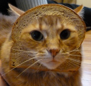 cat-breading