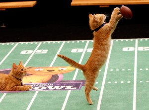 kitten bowl