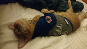 otis kitten chicago cubs cat