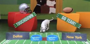 petplan puppies