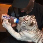 paul pogba tiger cub