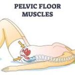 pelvic floor plan