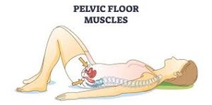 pelvic floor plan