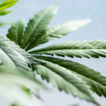 weed