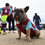 west ham united dog pug bulldog
