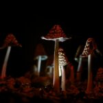 magic mushrooms