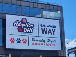 cubs adoption day