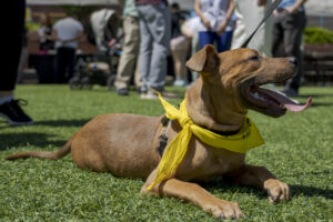 cubs dogs