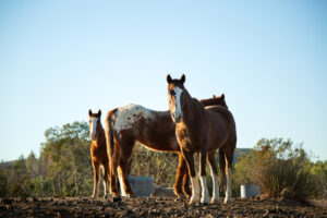 horses horse racing