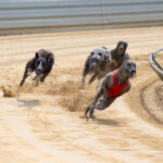 greyhound