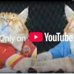keyboard cat