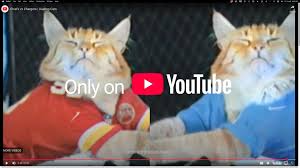 keyboard cat